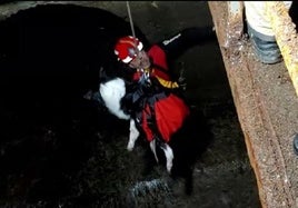 Los bomberos de Ponferrada rescataron a la perra Leia que quedó atrapada en un azud en Toral de Merayo.