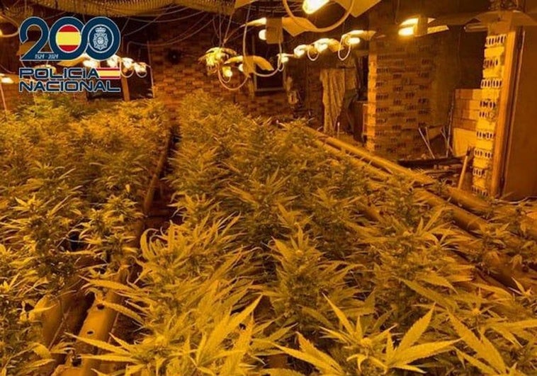 Imagen de la plantación ilegal en un chalet de Ponferrada.