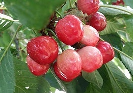 Cerezas del Bierzo.