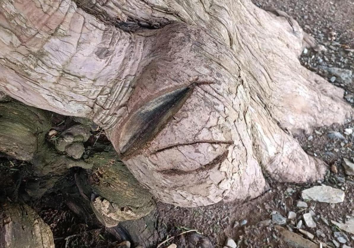 Imagen de los daños provocados en el tejo milenario de San Cristóbal de Valdueza.