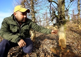 Un agricultor muestra los daños causados por la plaga de conejos en las plantaciones de frutales del Bierzo, en una imagen de archivo.