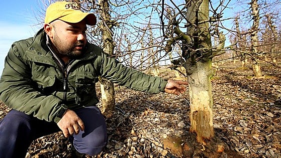 Las plagas de conejos y jabalíes ponen en jaque a los agricultores bercianos