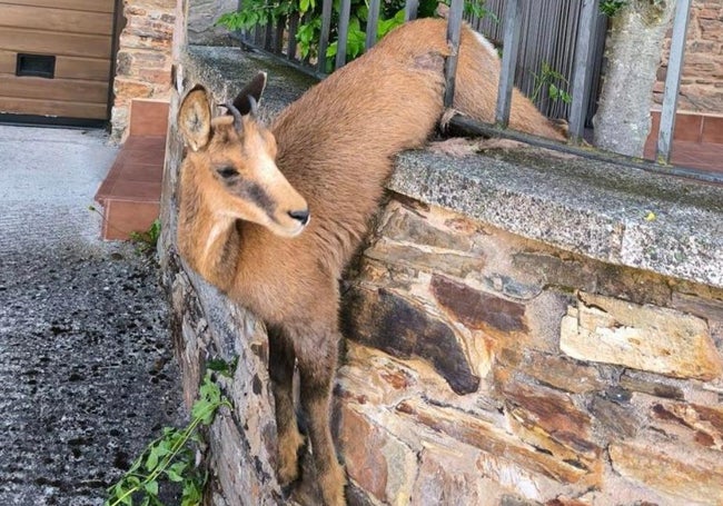 El animal todavía atrapado