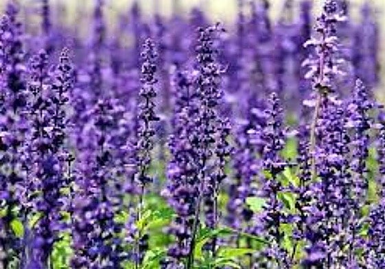 El curso se desarrollará del 16 al 19 de julio en distintos puntos del Bierzo.