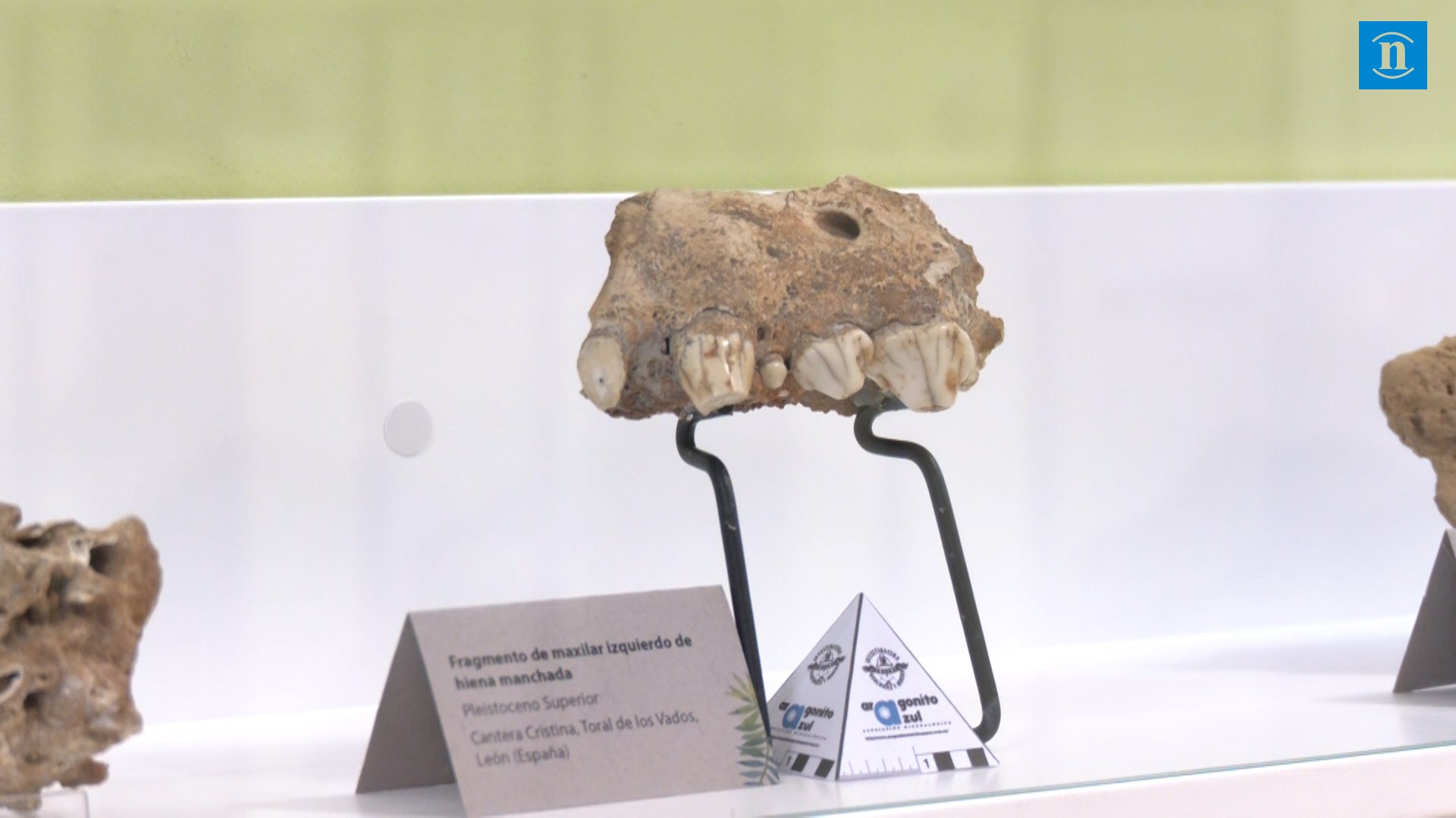 Joyas paleontológicas en el Bierzo