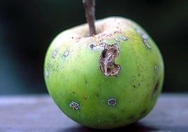 Daños de roedora de la piel en manzanas.