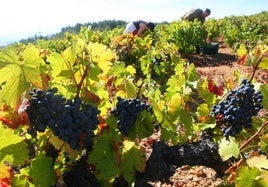 Uva mencía en viñas del Bierzo en una imagen de archivo.