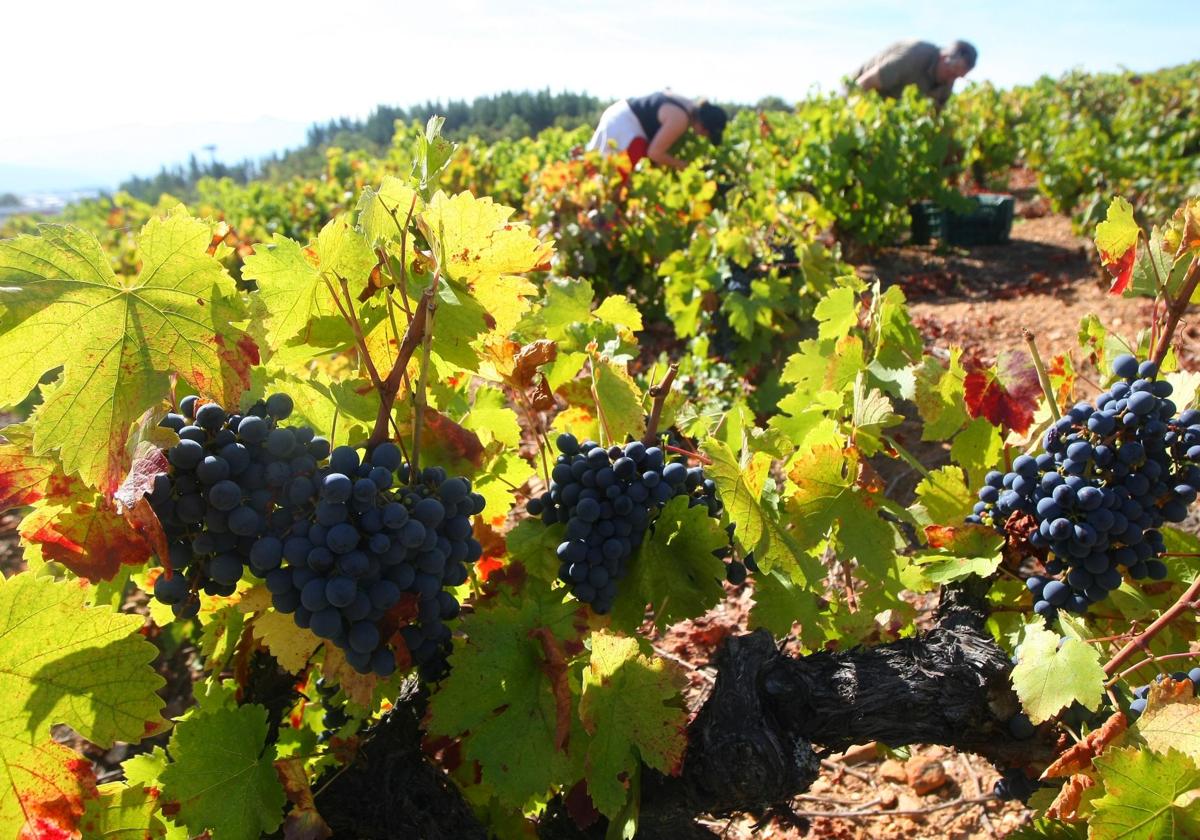 Uva mencía en viñas del Bierzo en una imagen de archivo.