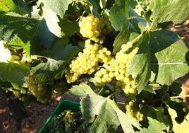 Racimo de uvas en el Palacio de Canedo.