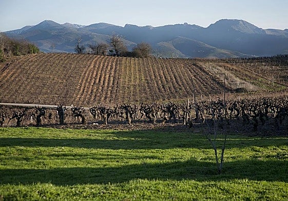Viñedos del Bierzo.