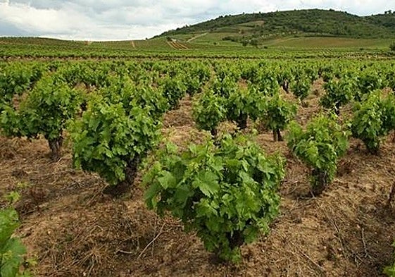 Viñedo en El Bierzo.
