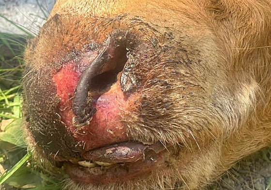 La picadura del mosquito Culicoides provoca infeciones en la boca de las vacas. s