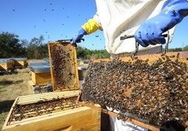 Panales de abejas de la zona de Las Médulas.