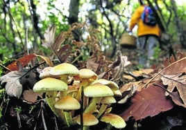 Setas en un bosque.