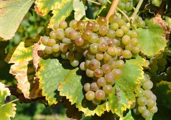 Racimo de uva godello en El Bierzo.