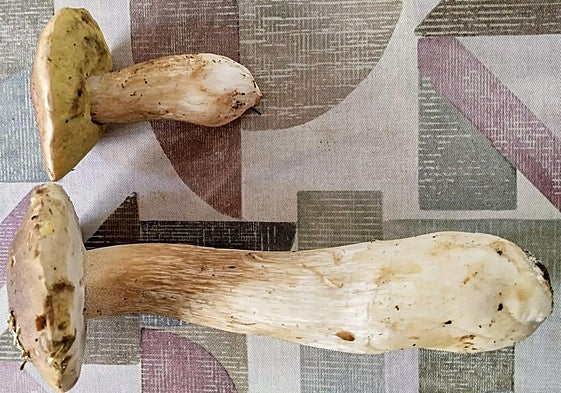Dos ejemplares de boletus edulis, uno de tamaño normal y el otro de más de 30 centímetros de largo.