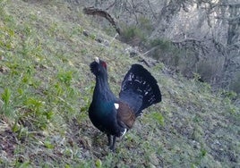 Ejemplar de urogallo cantábrico.