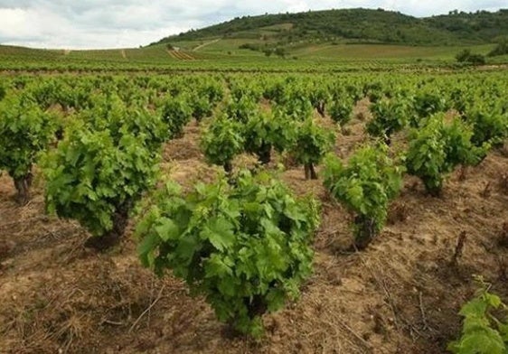 Imagen de archivo de viñedos en el Bierzo.