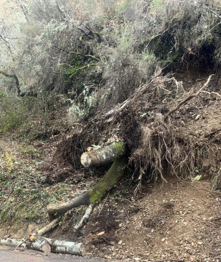 Imagen secundaria 2 - Los árboles cercan el trazado de la carretera que comunica Las Herrerías con Lindoso, en Vega de Valcarce.