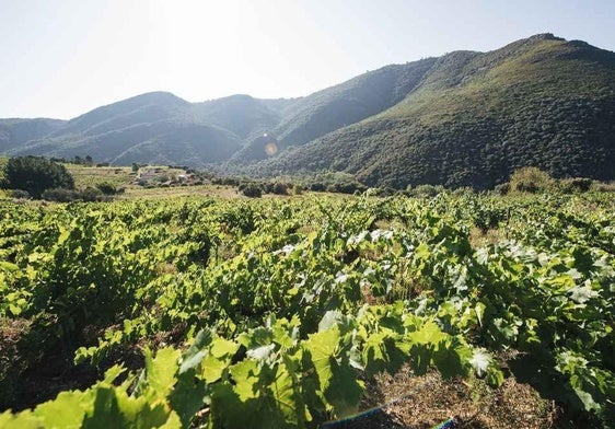 Imagen del viñedo donde se elabora el vino del Bierzo que se sitúa entre los caldos españoles «con acento extranjero».