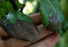 Frutal afectado por fuego bacteriano.