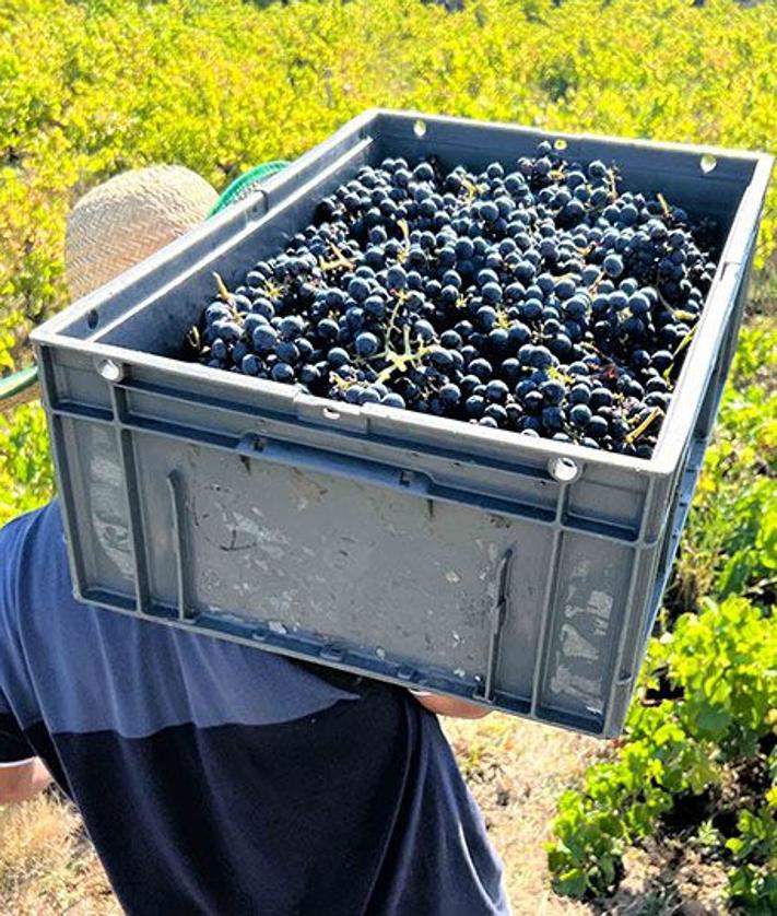 Imagen secundaria 2 - Elva García recibe el premio a la Mejor Bodega de Castilla y León (foto superior); arado de tracción animal en las viñas de la Bodega Aníbal de Otero (C) y vendimia manual (foto inferior).