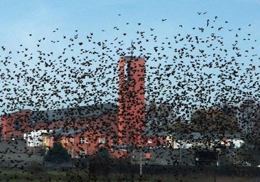 Imagen de archivo de estorninos volando en Ponferrada.