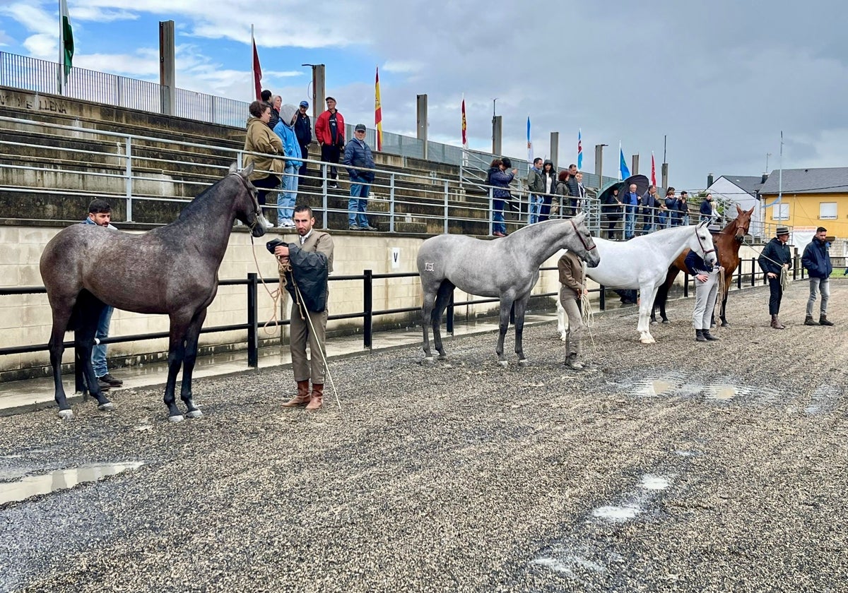 Imagen de varios de los animales que participaron en el concurso