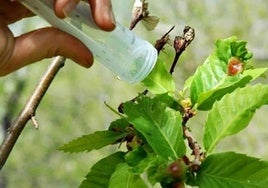 Sueltas del parasitoide Torymus sinensis para el control de la avispilla del castaño en El Bierzo.