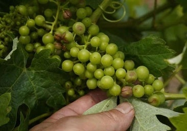 La ABA denuncia «discriminaciones» al Bierzo en las reducciones fiscales por heladas y granizo