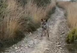 Un lobo aparece ante unos peregrinos en la zona de El Acebo