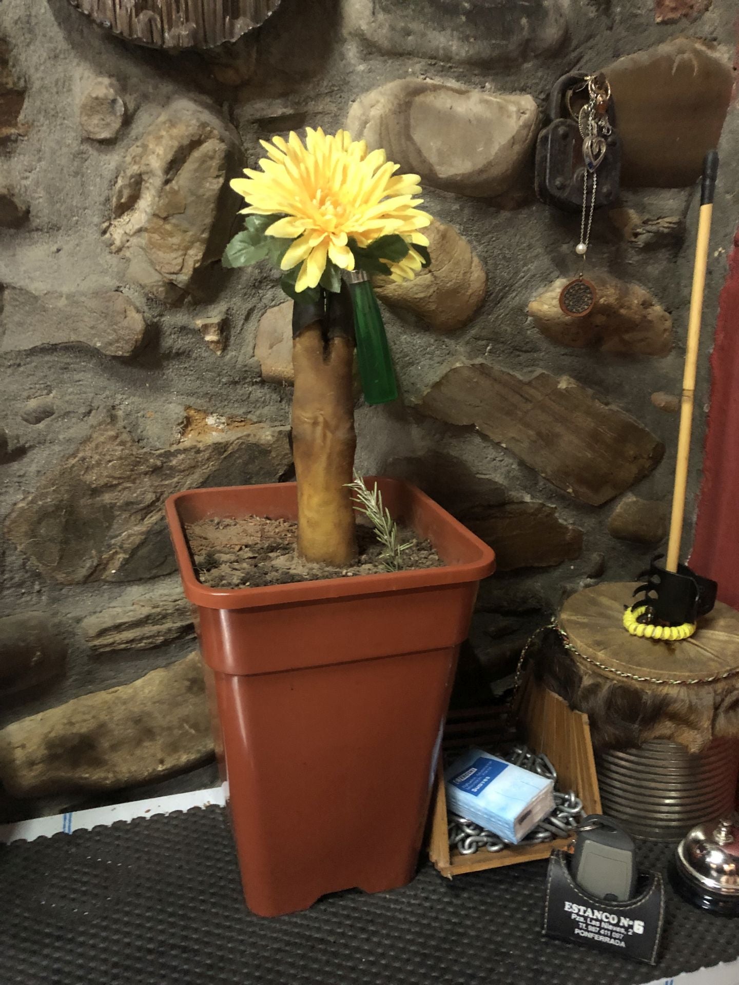 La clásica estampa del hueso del jamón plantado en una maceta a ver si prende...y prendió.