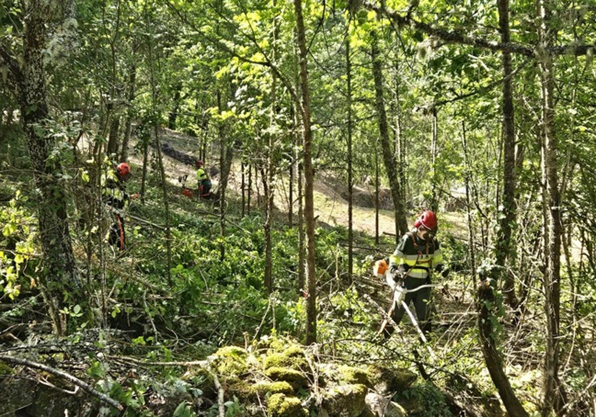 Labores de desbroce de la Diputación de León para la prevención de incendios.