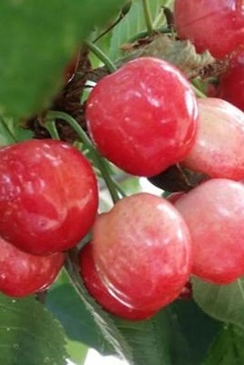 Cerezas del Bierzo.