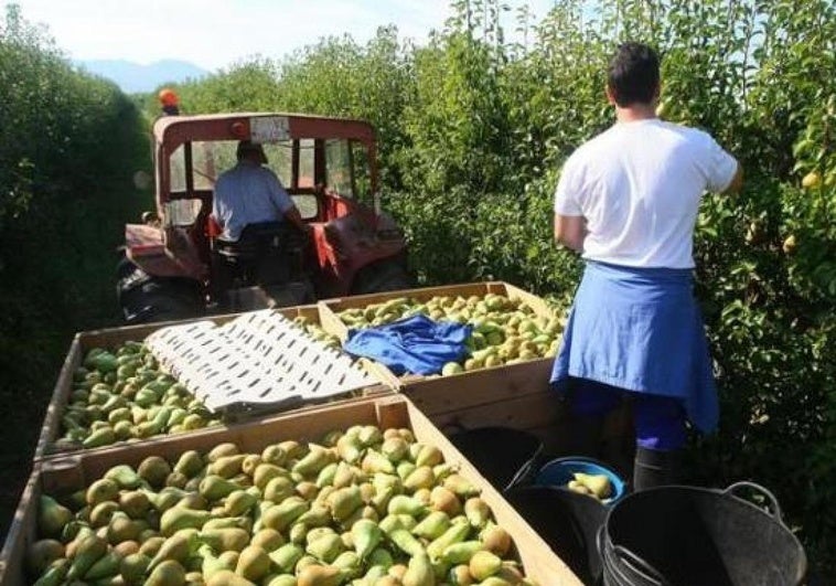 El campo berciano busca 1.300 temporeros para trabajar en la recolección de pera y manzana