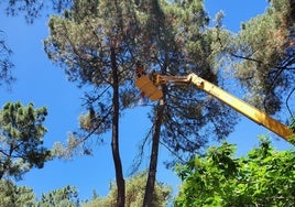 Imagen de la poda de árboles en los parques de Ponferrada.