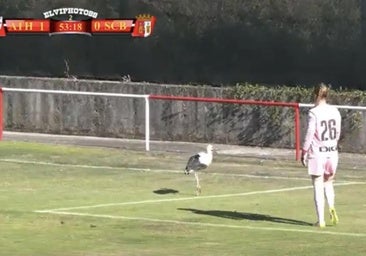 Captura del momento en que la cigüeña salió al campo en el partido jugado en La Devesa de Bembibre.