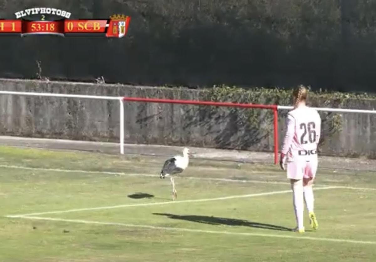 Captura del momento en que la cigüeña salió al campo en el partido jugado en La Devesa de Bembibre.