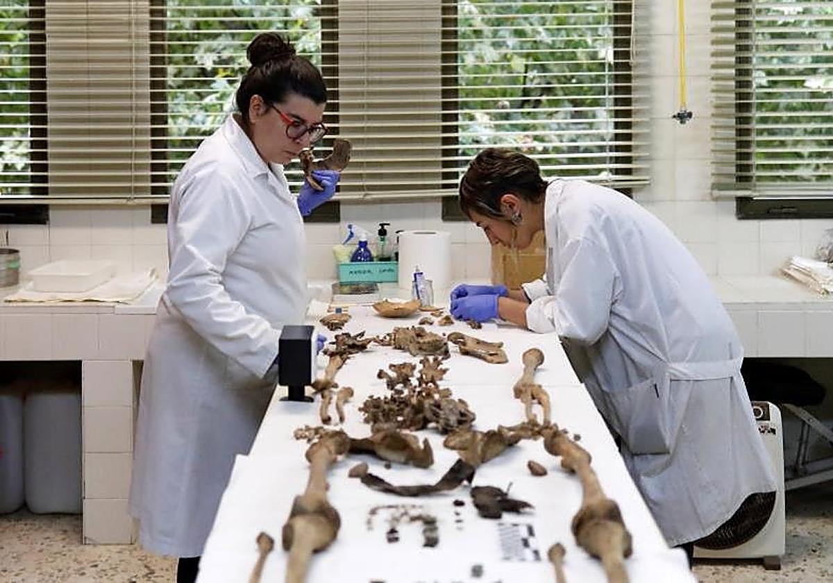 Labores de identificación de restos de represaliados de la Guerra Civil.