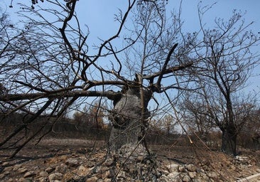 Los incendios amenazan la cosecha de castaña en El Bierzo: 500 hectáreas de producción calcinadas