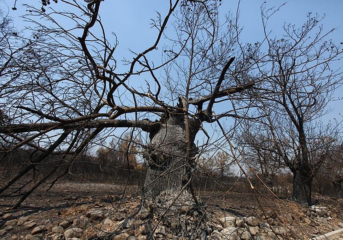 Imagen de un castaño calcinado en el entorno de Las Médulas.