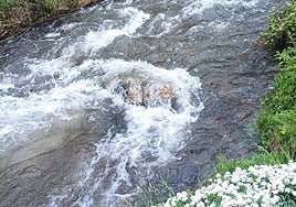 Imagen del río Oza.