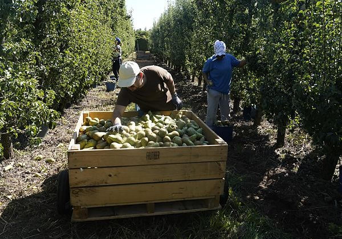 Inicio de la recogida de la pera conferencia del Bierzo.