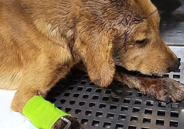 El perro berciano Agallas moviliza la solidaridad de toda España para poder operarle en Lugo