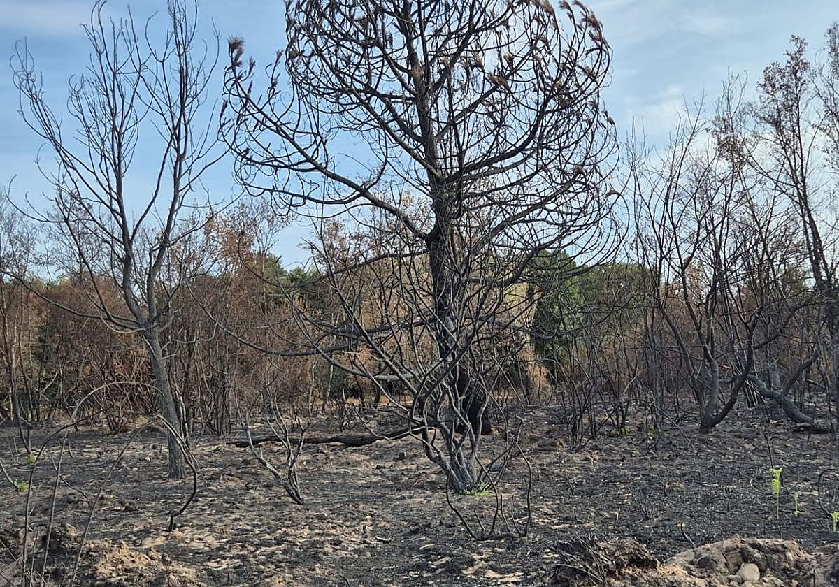 Consecuencias de los incendios que afectaron a la provincia de León el pasado agosto.