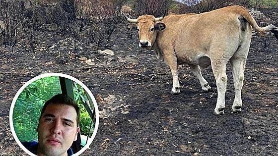 Un ganadero berciano, asfixiado ante la falta de alimento de sus animales: «Solo me queda vender»