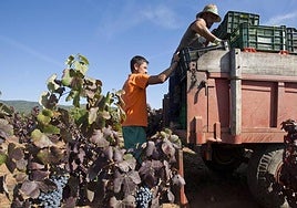 Imágen de archivo de la vendimia en El Bierzo.