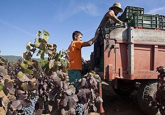 Imágen de archivo de la vendimia en El Bierzo.
