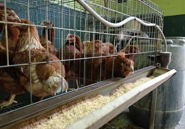 Cada vez más gallinas legalizan sus papeles en El Bierzo: 350 corrales en el último año