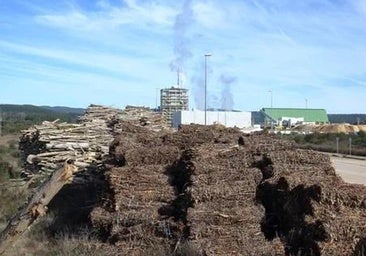 Somacyl y Forestalia estudian contratar a los trabajadores de Acciona para mantener la planta